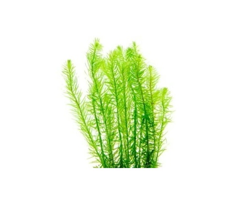 Mayaca fluviatillis