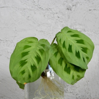 Maranta Leuconeura Kerchoveana odrezok