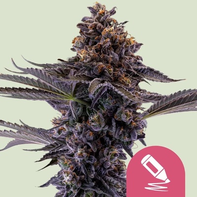 Royal Queen Seeds Permanent Marker semienka neobsahujú THC 1 ks