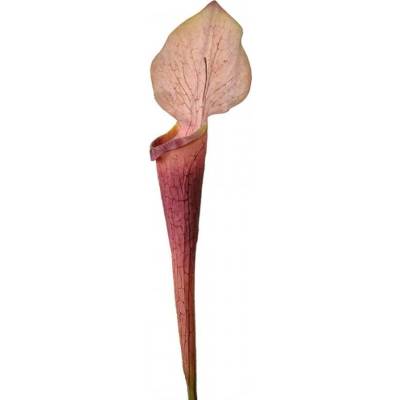 Umělá rostlina růžový květ kaly – 75 cm