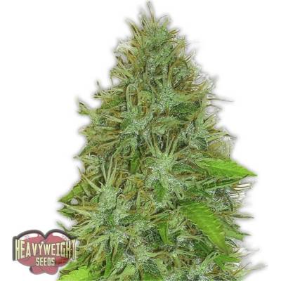 Heavyweight Seeds 2 Fast & 2 Vast AUTO semena neobsahují THC 5 ks