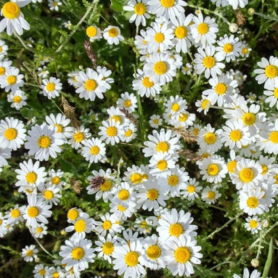 Heřmánek pravý - Matricaria recutita - semena heřmánku - 600 ks