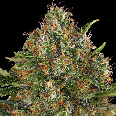 Barney´s Farm G13 Haze regular semienka neobsahujú THC 10 ks