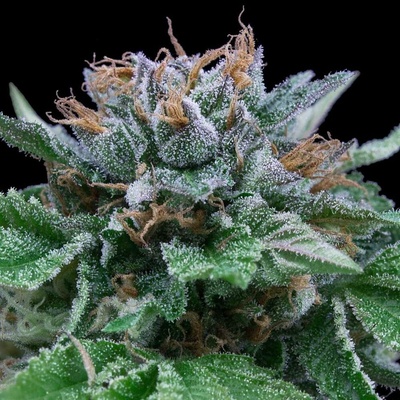 Exclusive Seeds Bank AUTO Big Blue semena neobsahují THC 3 ks