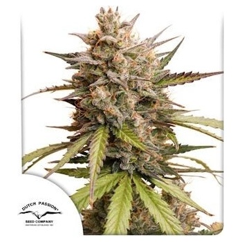Dutch Passion Auto Melonade Runtz semena neobsahují THC 7 ks