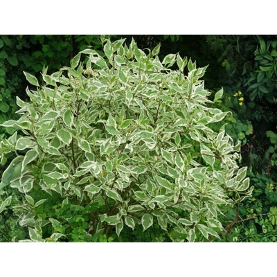 Drieň biely Elegantissima, výška 30-40 cm, kvetináč 14 cm