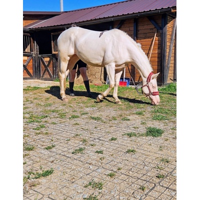 Natan Plast N50 PLUS 50 x 50 x 5 cm 1 ks