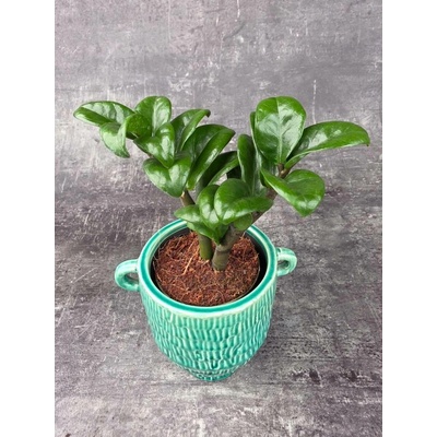 Zamioculcas Zamiifolia Zenzi 9 cm (Zmijovec)