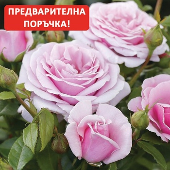 Tantau® Роза Pacific Blue® - Tantau®