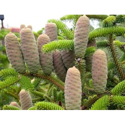 Jedľa grécka Abies cephalonica výška do cca 60 cm.