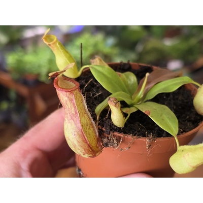 PlantBros flower Mäsožravá rastlina Nepenthes gaya