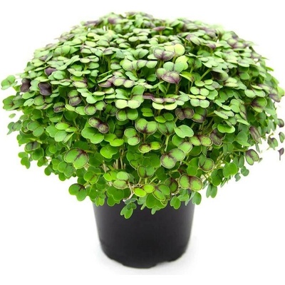 Tiny Greens Červená kapusta Ametyst BIO semínka na klíčení a microgreens 50 g