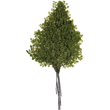 Lutti Fern