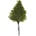 Lutti Fern