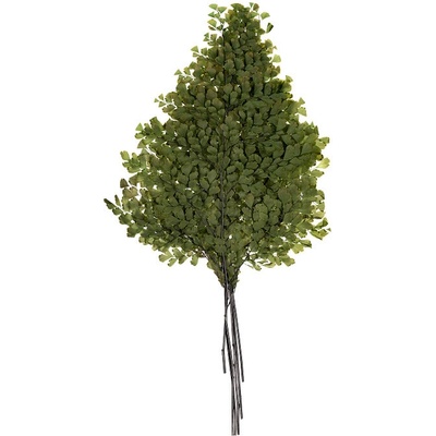 Lutti Fern