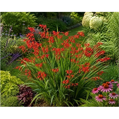 Montbrécie 'Red King' 5 ks – Sleviste.cz