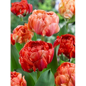 Tulipán 'Gudoshnik double' 5 ks Velikost hlíz: 10/11