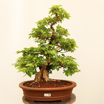 e-bonsai Venkovní bonsai -Carpinus Coreana - Habr korejský