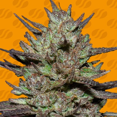 Original Sensible Seeds Pink Rozay semienka neobsahujú THC 10 ks