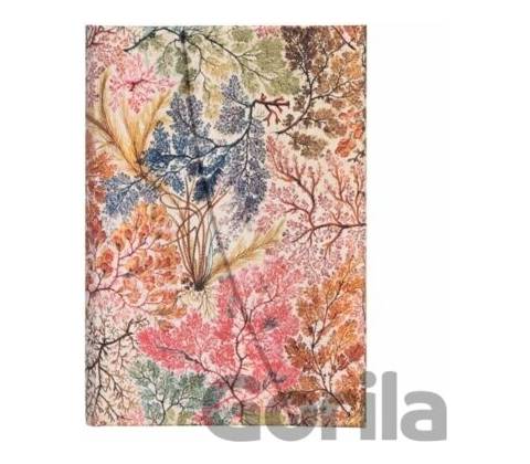 Anemone Mini