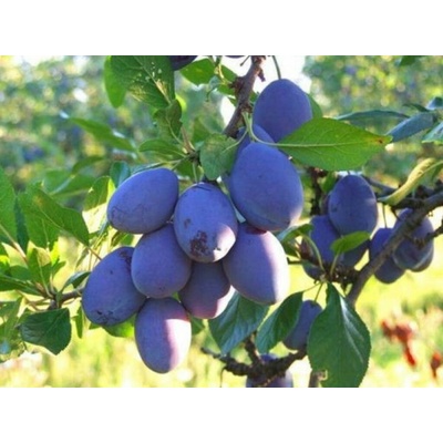 Slivka California Blue na 90-100 cm kmienku, výška 150-180 cm, kvetináč 10 l