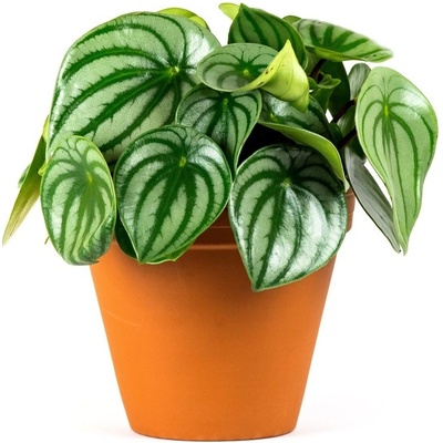 Gardners Peperomia Argyreia, průměr 11-12 cm Peperomie, pepřinec