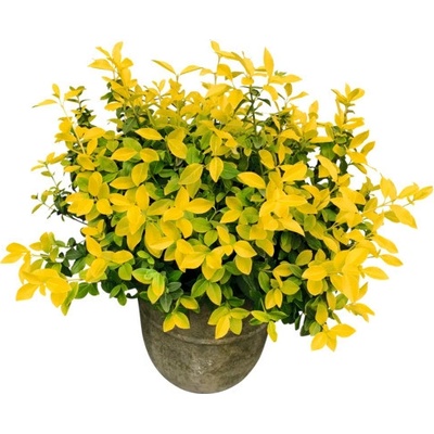 Brslen Fortunův zářivě žlutý FloraSelf Euonymus fortunei GOLDMINE® 20-30 cm květináč 2 l