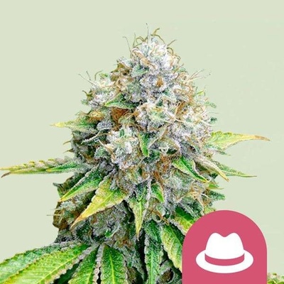 Royal Queen Seeds OG Kush semena neobsahují THC 5 ks