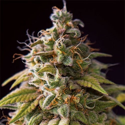 Vision Seeds Caramel Monster semienka neobsahujú THC 10 ks