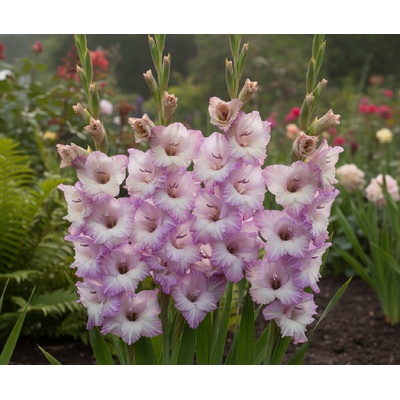 Gladiola 'Cera Corfinio' 5 ks Velikost cibulí: 12/14