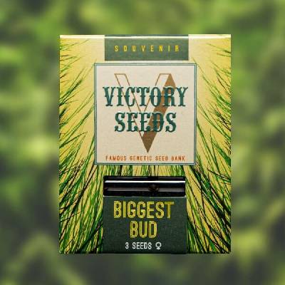 Victory Seeds Biggest Bud semena neobsahují THC 10 ks