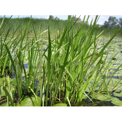Acorus calamus