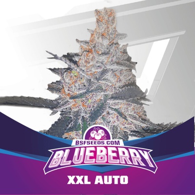 BSF Seeds Blueberry XXL Auto semienka neobsahujú THC 12 ks