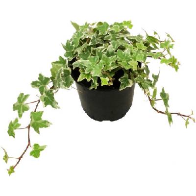 Břečťan bíle panašovaný FloraSelf Hedera helix 'Kolibri' Ø květináče 13 cm