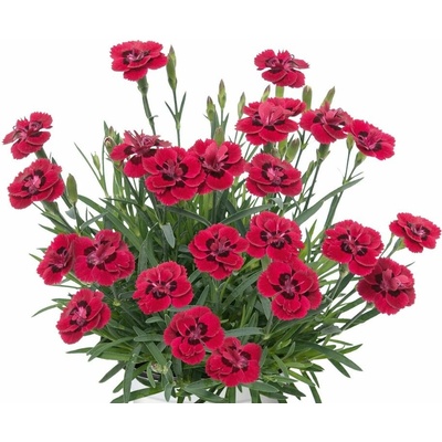 Klinček perovitý Merci Fleuri - Dianthus, kont. 0,5 l