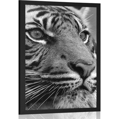 Plakát bengálský tygr v černobílém provedení - 60x90 no frame