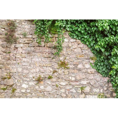 DIMEX ART Флизелинов фототапет каменна стена с листа 375 x 250 см