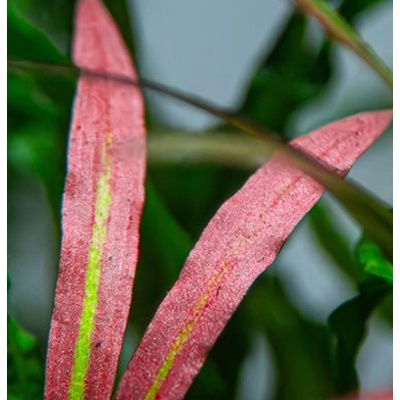 Cryptocoryne spiralis Red – Zboží Mobilmania