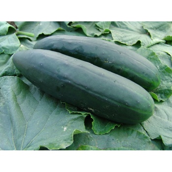 Uhorka šalátová Obelix F1 - Cucumis sativa - semiačka - 20 ks