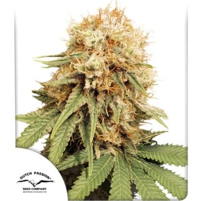 Dutch Passion White Widow semienka neobsahujú THC 100 ks