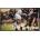 Samsung QE55LST7TGU