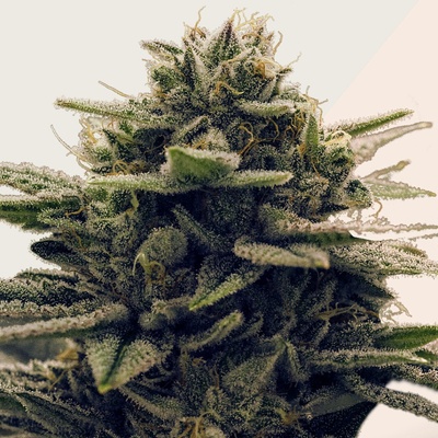 Kera Seeds Gorilla Glue semena neobsahují THC 3 ks