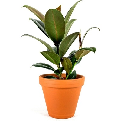 Gardners Ficus elastica Robusta, průměr 12 cm Fíkovník pryžodárný, Fíkovník, Gumovník