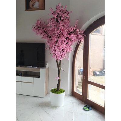 Japonská čerešňa 280cm