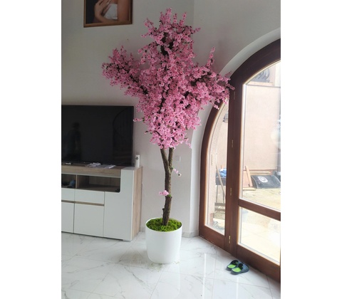 Japonská čerešňa 280cm