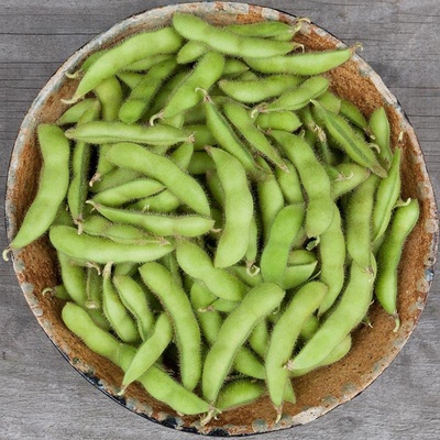 BIO Sója Edamame Chiba Green - Glycine max - bio semena sóji - 20 ks