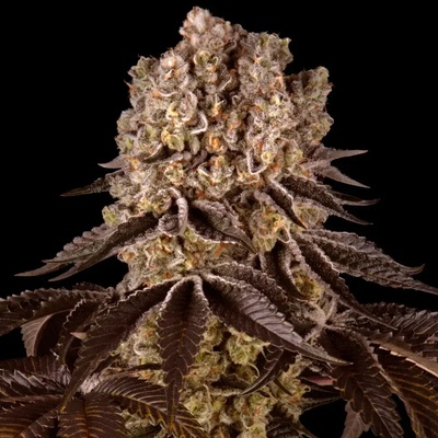 Barney's Farm Purple Punch semienka neobsahujú THC 3 ks