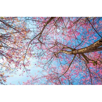 DIMEX ART Флизелинов фототапет цъфтяща череша 375 x 250 см