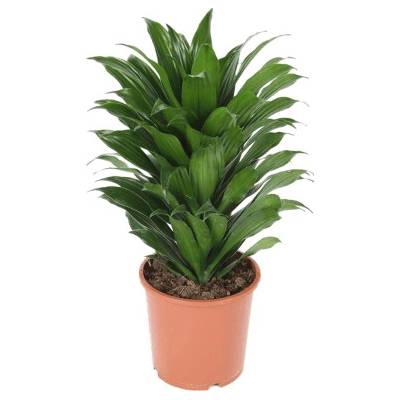 Dracaena fragrans compacta 24x65 cm