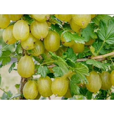 Egreš kríkový Hinnonmaki Gron, výška 30-40 cm, kvetináč 1,5 l